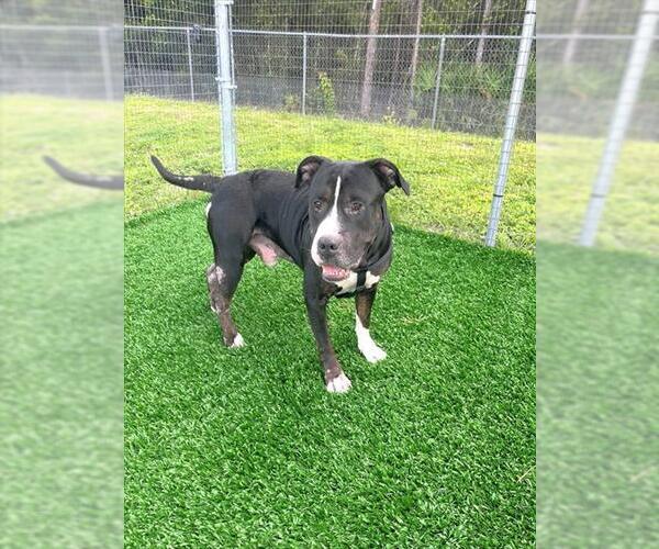 Medium Photo #1 Staffordshire Bull Terrier Puppy For Sale in Naples, FL, USA