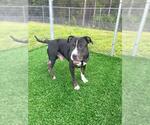 Small Staffordshire Bull Terrier