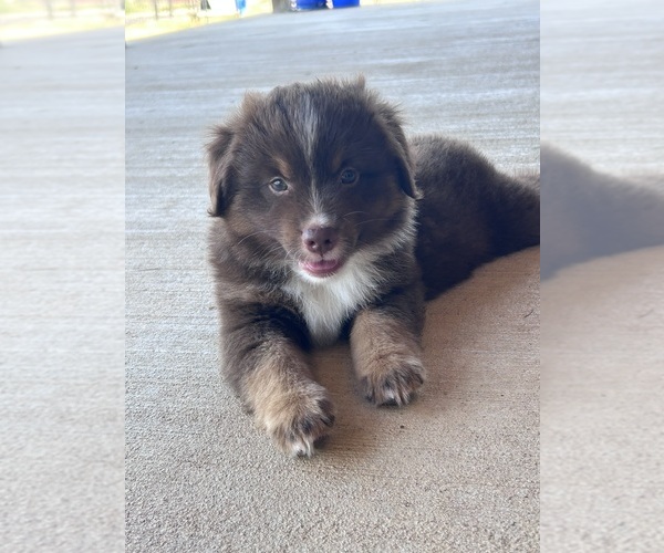 Medium Photo #10 Miniature Australian Shepherd Puppy For Sale in CANTON, TX, USA