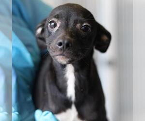 Mutt Dogs for adoption in San Antonio, TX, USA