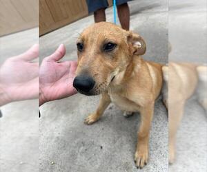 Carolina Dog-Unknown Mix Dogs for adoption in Houston, TX, USA