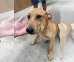 Small Carolina Dog Mix