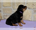 Small Photo #3 Rottweiler Puppy For Sale in CELE, TX, USA