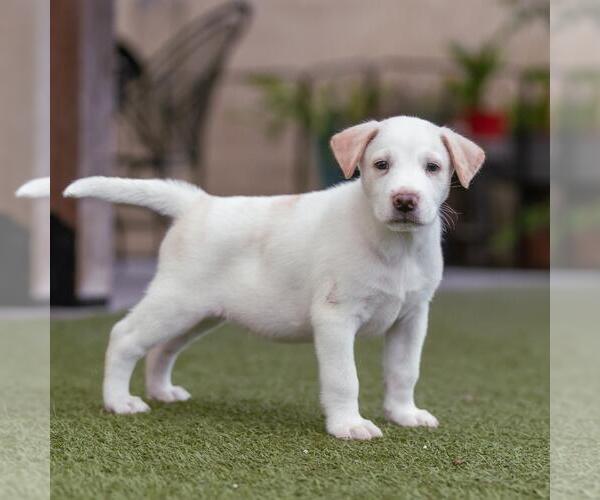 Medium Photo #5 Collie-Unknown Mix Puppy For Sale in San Diego, CA, USA