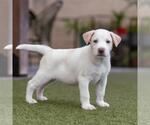 Small #4 Collie Mix