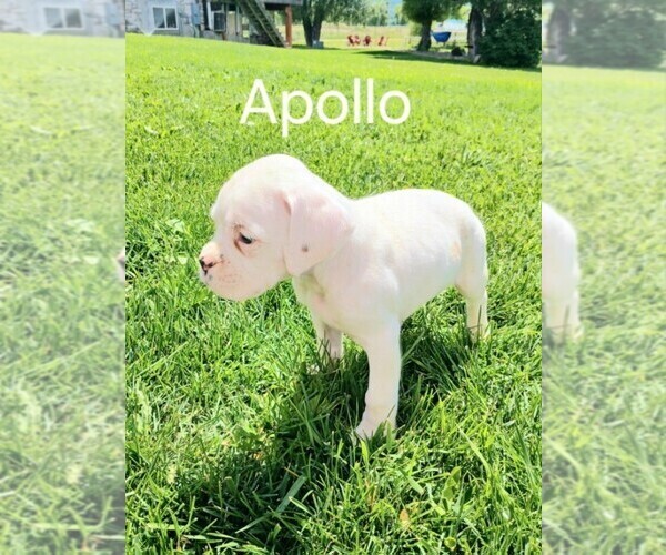 Medium Photo #1 Boxer Puppy For Sale in AFTON, WY, USA