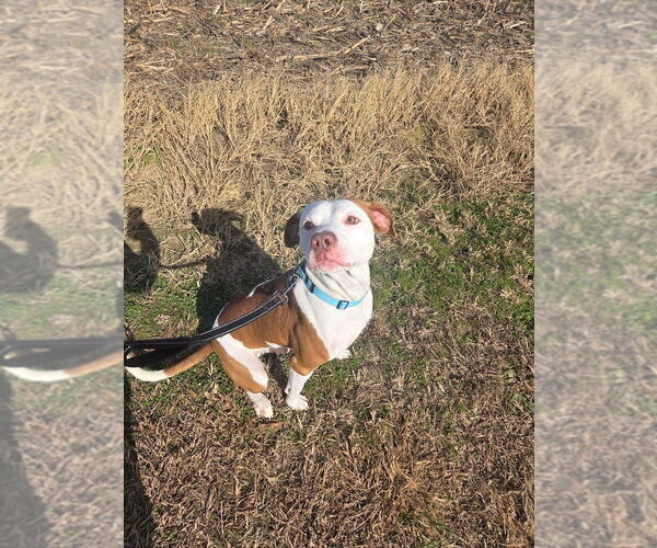 Medium Photo #1 Mutt Puppy For Sale in Evansville, IN, USA