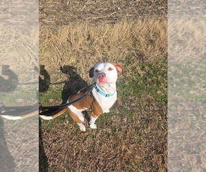 Mutt Dogs for adoption in Evansville, IN, USA