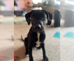 Labrador Retriever-Unknown Mix Dogs for adoption in Claremore, OK, USA