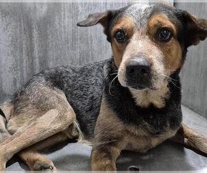 Mutt Dogs for adoption in San Antonio, TX, USA