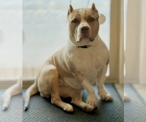Mother of the American Bully puppies born on 03/18/2025