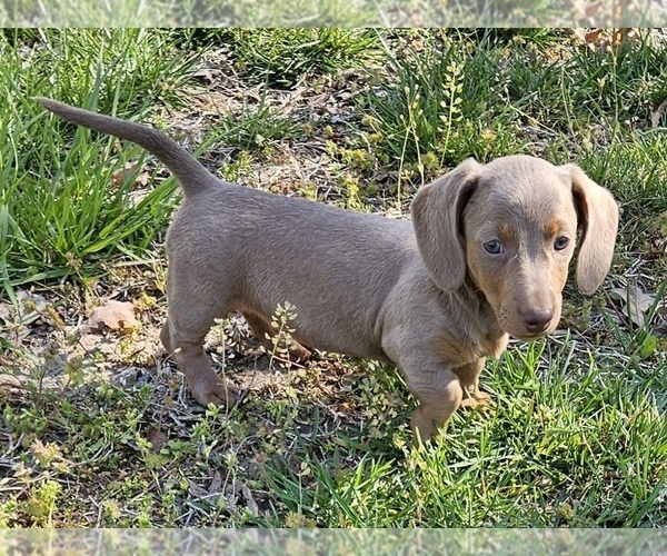 Medium Photo #1 Dachshund Puppy For Sale in CLARK, MO, USA