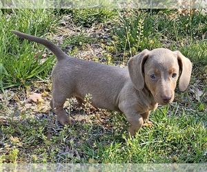 Maltipoo Puppy for sale in CLARK, MO, USA