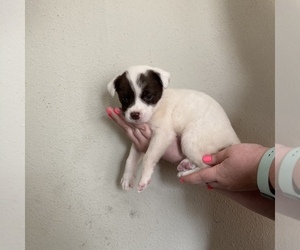 Jack Russell Terrier-Unknown Mix Puppy for sale in ATHENS, TX, USA