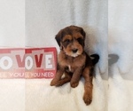 Small Photo #35 Goldendoodle-Sheepadoodle Mix Puppy For Sale in ROCHESTER, NY, USA