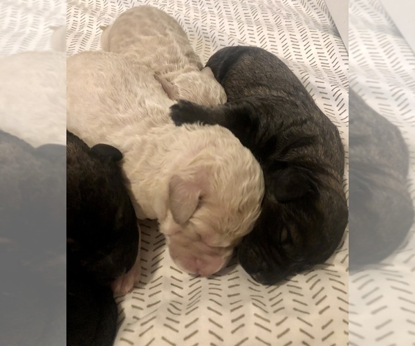 Medium Photo #8 Goldendoodle-Poodle (Standard) Mix Puppy For Sale in VACAVILLE, CA, USA