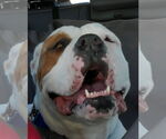 Small #1 Olde Bulldog