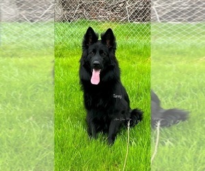 Mother of the German Shepherd Dog puppies born on 02/14/2026