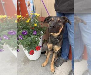 Rottweiler-Siberian Husky Mix Dogs for adoption in Fairbanks, AK, USA