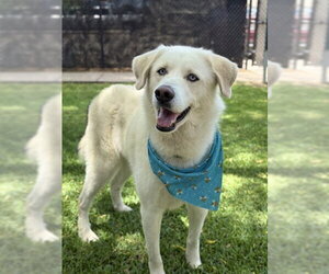 Great Pyrenees Dogs for adoption in Sugar Land, TX, USA
