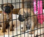 Small Photo #2 Boerboel-Cane Corso Mix Puppy For Sale in MARION, OH, USA