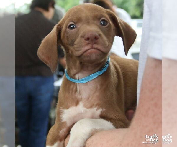 Medium Photo #4 Labrador Retriever-Unknown Mix Puppy For Sale in Washington, DC, USA