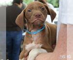 Small #3 Labrador Retriever Mix