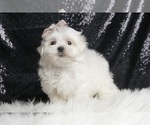 Puppy AKC Dumpling Maltese