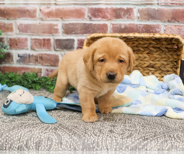 Medium Photo #1 Labrador Retriever Puppy For Sale in SYRACUSE, IN, USA