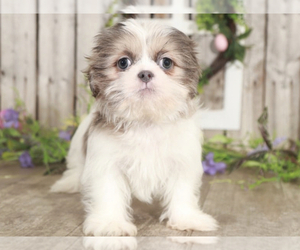 Shih Tzu Puppy for sale in MOUNT VERNON, OH, USA