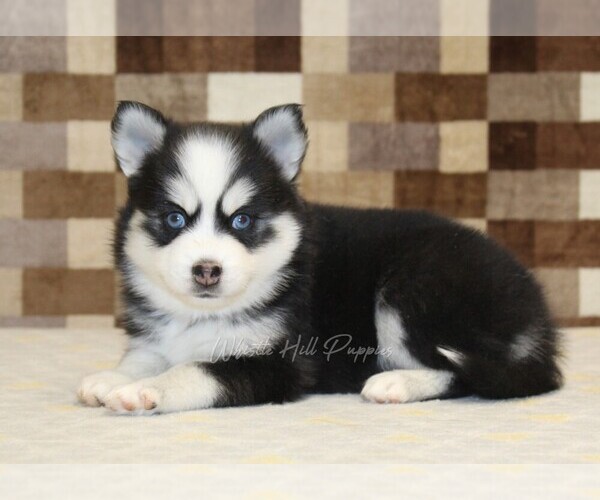Medium Photo #2 Pomsky Puppy For Sale in DENVER, PA, USA