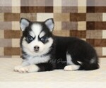 Small #1 Pomsky