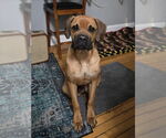 Small Boxer-Mastiff Mix