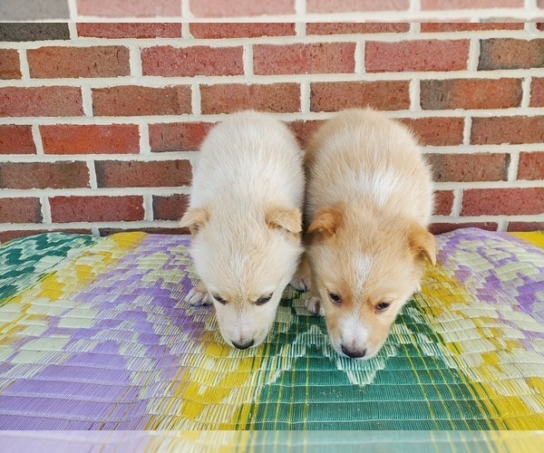 Medium Photo #15 English Shepherd-German Shepherd Dog Mix Puppy For Sale in ETNA GREEN, IN, USA