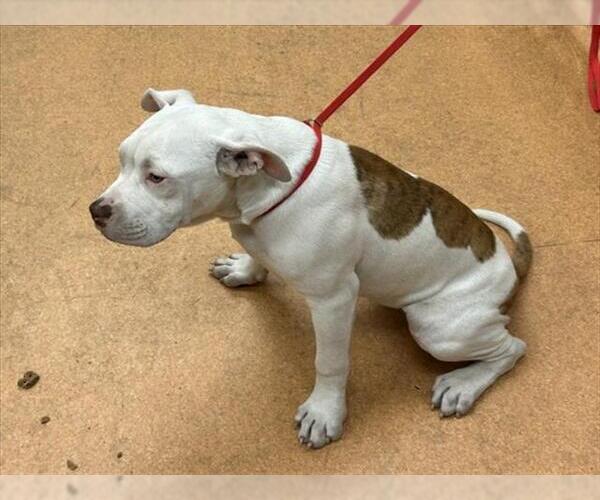 Medium Photo #1 American Pit Bull Terrier Puppy For Sale in Martinez, CA, USA