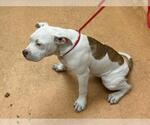 Small American Pit Bull Terrier