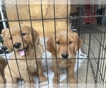 Small Photo #4 Golden Retriever Puppy For Sale in JACKSONVILLE, FL, USA