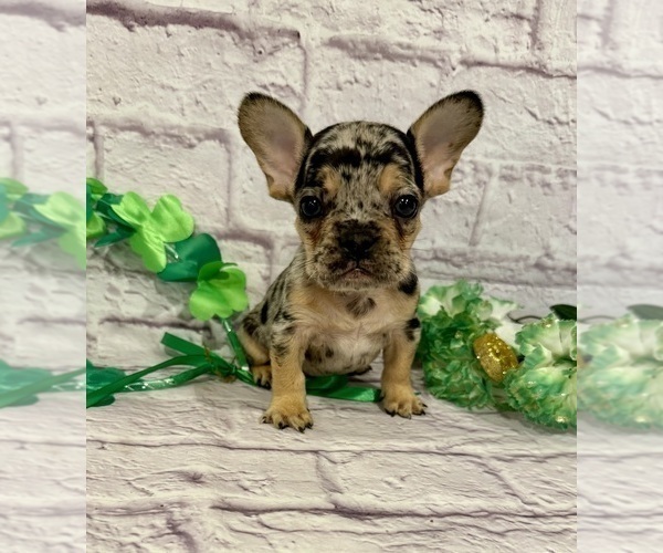 Medium Photo #3 French Bulldog Puppy For Sale in ELKHORN, WI, USA