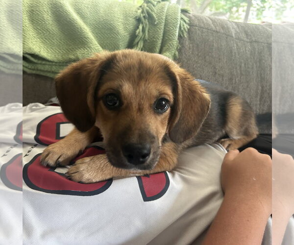Medium Photo #3 Beagle-Unknown Mix Puppy For Sale in The Woodlands, TX, USA