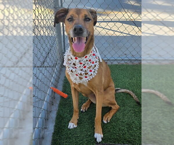 Medium Photo #2 German Shepherd Dog-Unknown Mix Puppy For Sale in Downey, CA, USA