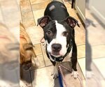 Small Photo #3 American Bulldog-Great Dane Mix Puppy For Sale in Rowayton, CT, USA