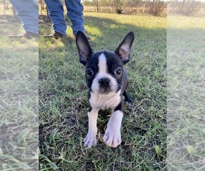 Boston Terrier Puppy for sale in FREDONIA, KS, USA