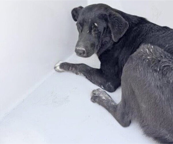 Medium Photo #1 Mutt Puppy For Sale in Houston, TX, USA