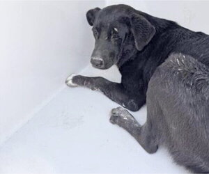 Mutt Dogs for adoption in Houston, TX, USA