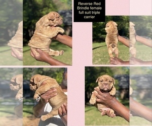 English Bulldog Puppy for sale in STOCKBRIDGE, GA, USA