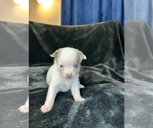 Chiranian Puppy for sale in DENTON, TX, USA