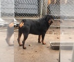 Small Photo #6 Rottweiler Puppy For Sale in ANTIOCH, CA, USA
