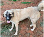 Small #5 Anatolian Shepherd-Great Pyrenees Mix