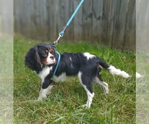 Cavalier King Charles Spaniel Puppy for sale in ELIZABETHTON, TN, USA