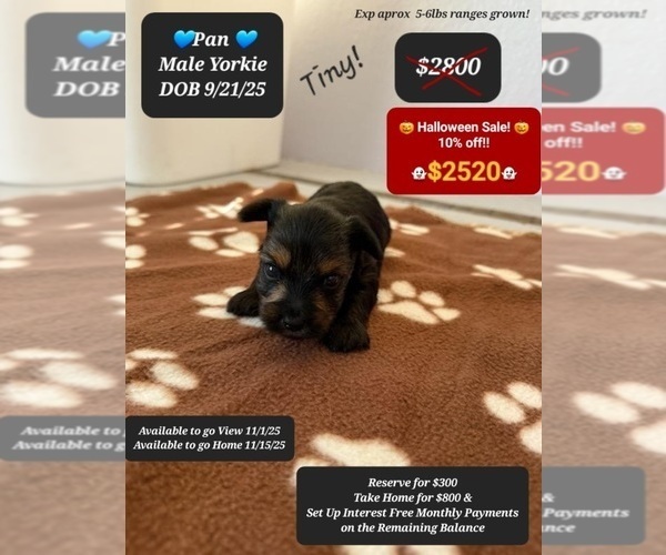 Medium Photo #2 Yorkshire Terrier Puppy For Sale in TUCSON, AZ, USA